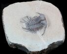 Elegant Cyphaspides Trilobite - Jorf, Morocco #36601-3